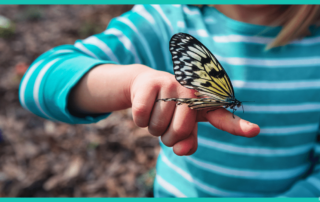 Butterfly-Life-Cycle